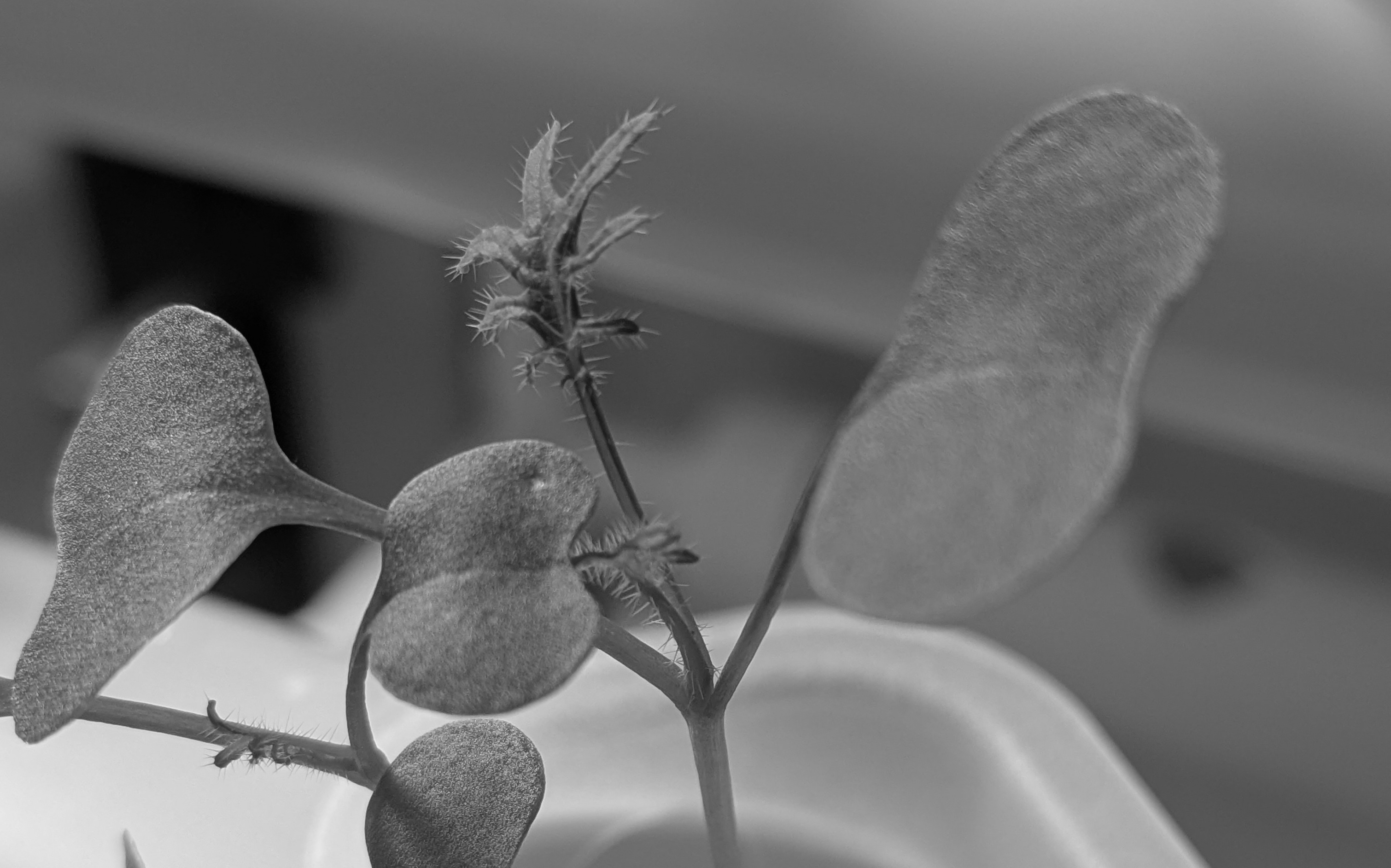 Leaf